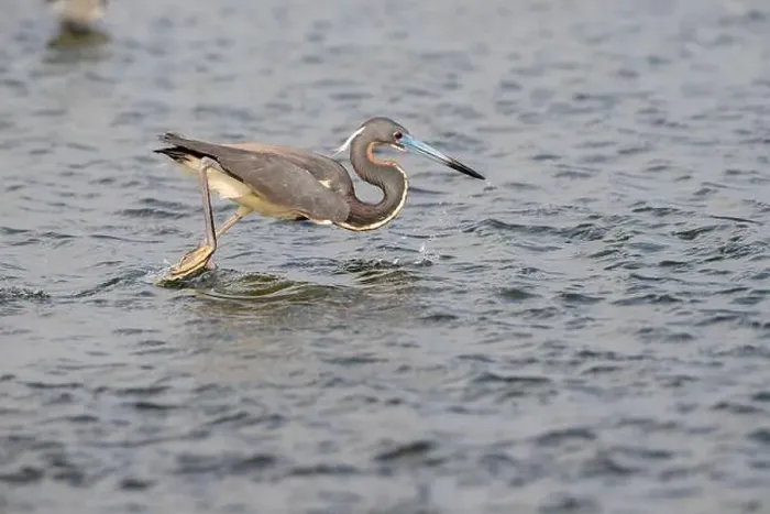 Framed Print : The tricolored heron (Egretta tricolor) in flight, Galveston, Texas, USA