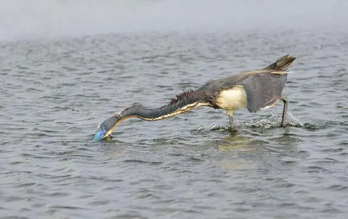 Framed Print : Tricolored heron (Egretta tricolor) hunting in shallow water along the ocean coast, Galveston, Texas, USA Framed Print : Tricolored heron (Egretta tricolor) hunting in shallow water along the ocean coast, Galveston, Texas, USA