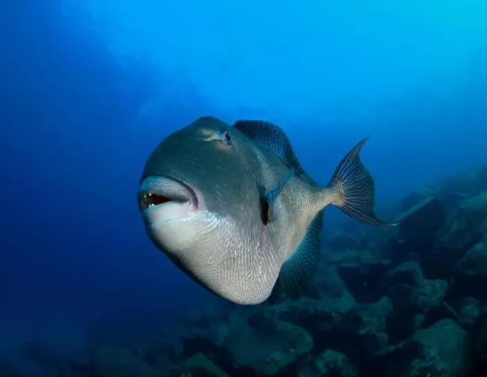 Framed Print : Triggerfish happily posing in front of the camera in the blue of the sea Framed Print : Triggerfish happily posing in front of the camera in the blue of the sea