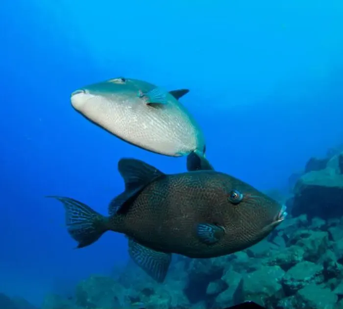 Framed Print : Two triggerfish play with each other around us at the bottom of the sea Framed Print : Two triggerfish play with each other around us at the bottom of the sea