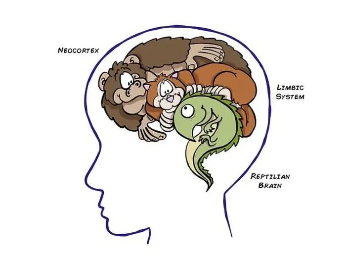Framed Print : Triune Brain Theory Framed Print : Triune Brain Theory