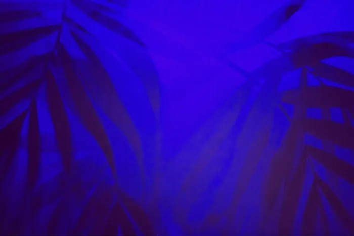 Framed Print : Tropical background with palm leaves shadows in ultraviolet light Framed Print : Tropical background with palm leaves shadows in ultraviolet light