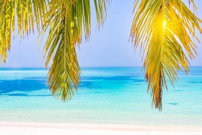 Framed Print : Tropical beach background as summer landscape with seascape palm trees leaves and calm sea for beach banner. Tranquil beach scene, vacation holiday Framed Print : Tropical beach background as summer landscape with seascape palm trees leaves and calm sea for beach banner. Tranquil beach scene, vacation holiday