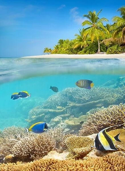 Tropical beach at Maldives Island