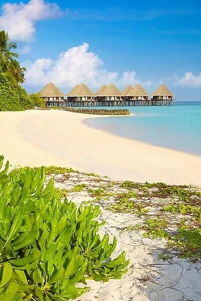 Tropical beach, Maldives Island, Ari Atoll