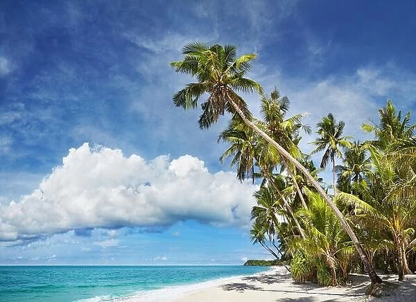 Tropical beach with palm trees and white sand