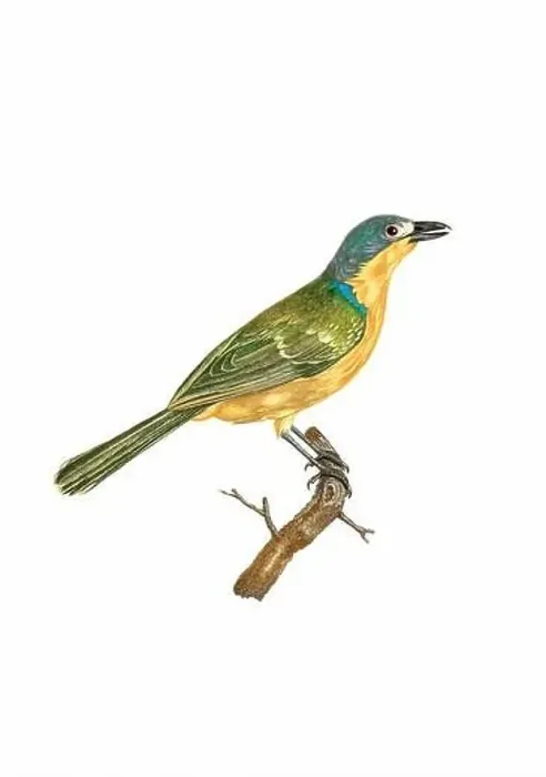 Framed Print : Tropical Bird. Vintage inspired bird art. Digital Watercolor painting on a soft textured white background Framed Print : Tropical Bird. Vintage inspired bird art. Digital Watercolor painting on a soft textured white background