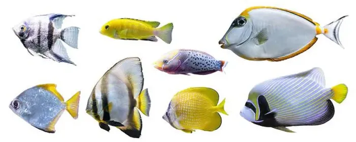 Framed Print : Tropical colorful fishes collection isolated on white background Framed Print : Tropical colorful fishes collection isolated on white background