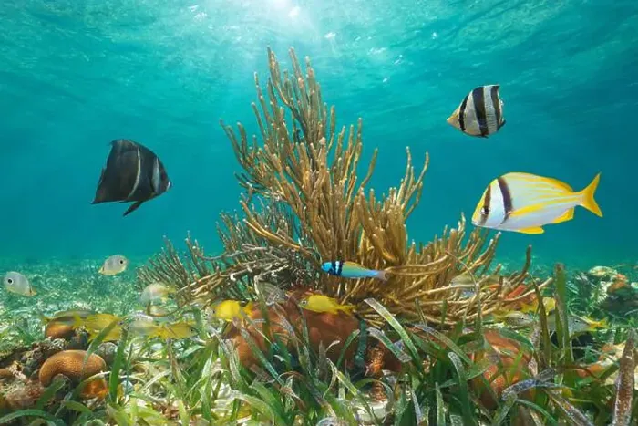 Framed Print : Tropical fish with coral underwater below water surface in the Caribbean sea, natural scene, Greater Antilles, Cuba Framed Print : Tropical fish with coral underwater below water surface in the Caribbean sea, natural scene, Greater Antilles, Cuba
