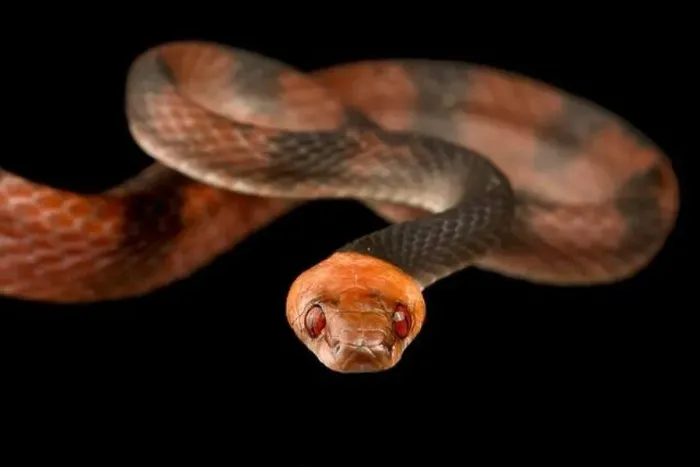 Framed Print : Tropical flat snake (Siphlophis compressus)