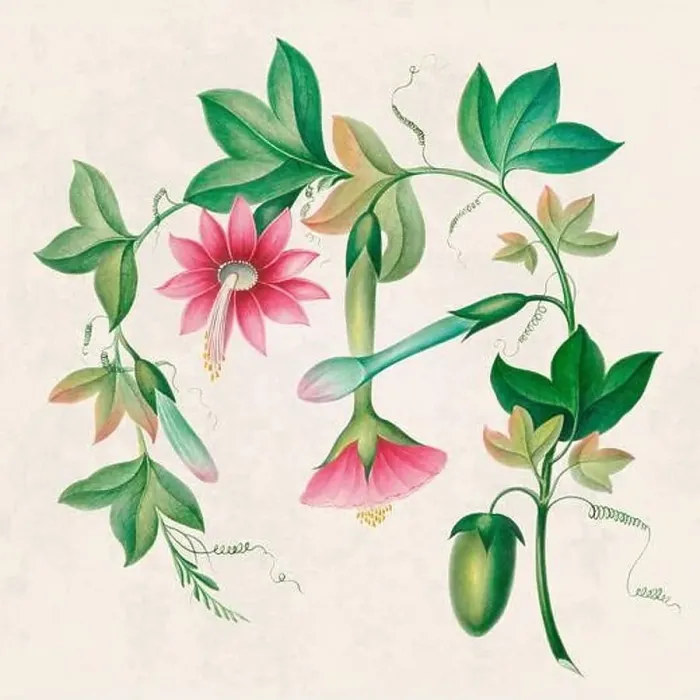 Framed Print : Tropical Flowers. Colorful flower illustration. Digital watercolor on a rustic beige background Framed Print : Tropical Flowers. Colorful flower illustration. Digital watercolor on a rustic beige background