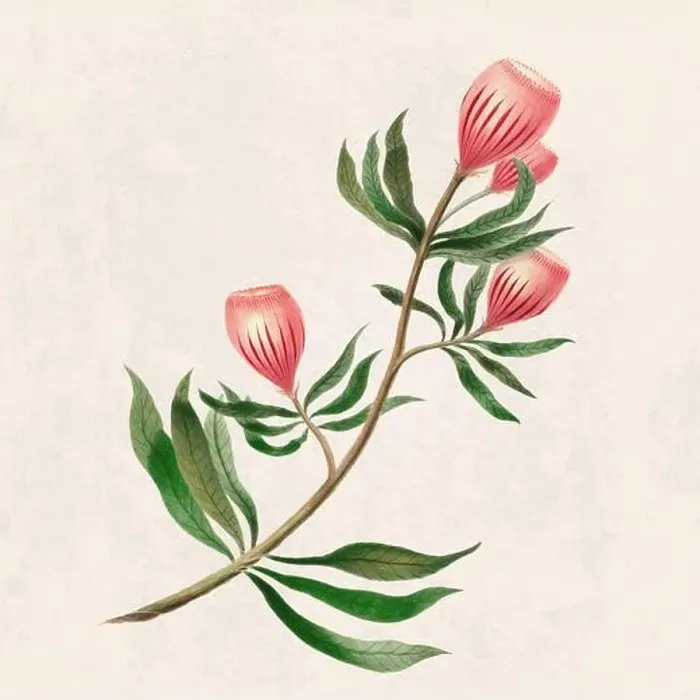 Framed Print : Tropical Flowers. Colorful flower illustration. Digital watercolor on a rustic beige background Framed Print : Tropical Flowers. Colorful flower illustration. Digital watercolor on a rustic beige background