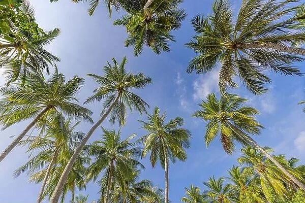 Tropical forest trees background concept. Coconut palms and peaceful blue sky. Exotic summer nature background, green leaves, natural landscape