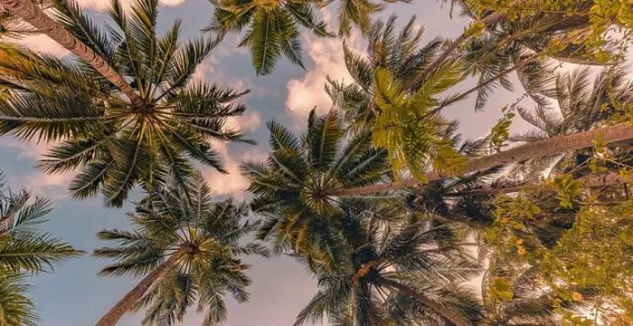 Framed Print : Tropical forest trees background concept. Coconut palms and peaceful blue sky. Exotic summer nature background, green leaves, natural landscape Framed Print : Tropical forest trees background concept. Coconut palms and peaceful blue sky. Exotic summer nature background, green leaves, natural landscape