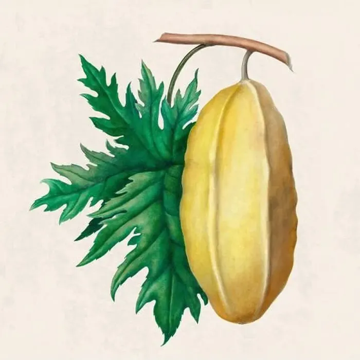 Framed Print : Tropical Fruit. Colorful Fruit illustration. Digital watercolor on a rustic beige background Framed Print : Tropical Fruit. Colorful Fruit illustration. Digital watercolor on a rustic beige background
