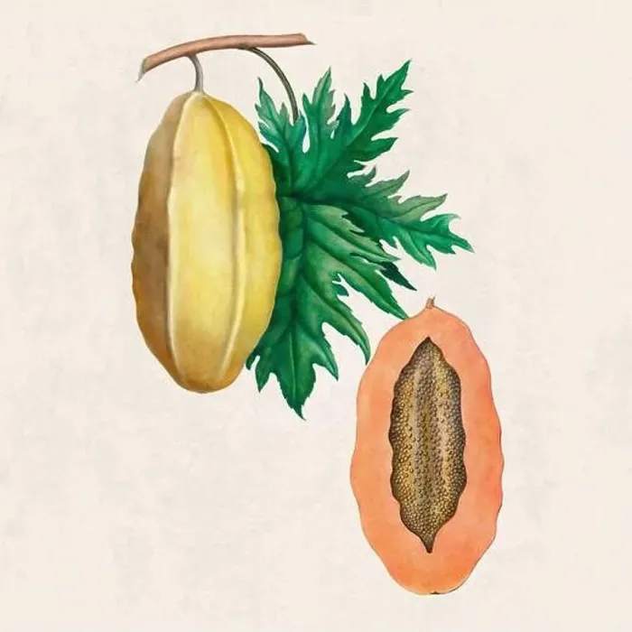 Framed Print : Tropical Fruit. Colorful Fruit illustration. Digital watercolor on a rustic beige background Framed Print : Tropical Fruit. Colorful Fruit illustration. Digital watercolor on a rustic beige background