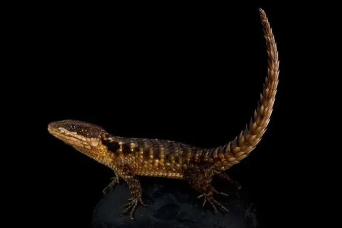 Framed Print : Tropical Girdled Lizard (Cordylus tropidosternum) Framed Print : Tropical Girdled Lizard (Cordylus tropidosternum)