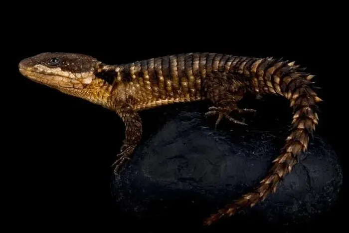 Framed Print : Tropical Girdled Lizard (Cordylus tropidosternum) Framed Print : Tropical Girdled Lizard (Cordylus tropidosternum)