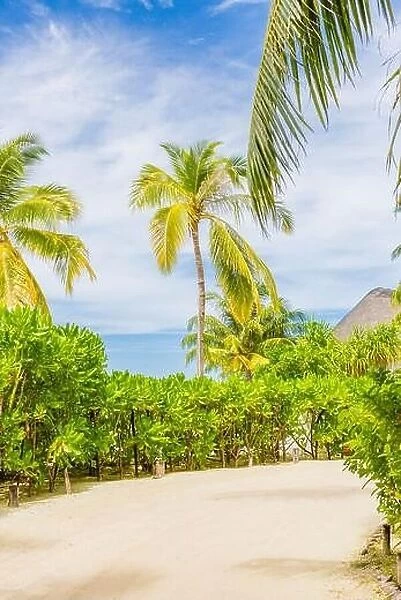 Tropical island scenery, palm trees with cloudy blue sky. Exotic travel destination