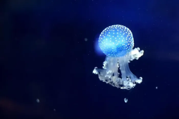 Framed Print : Tropical Jellyfish Phyllorhiza punctata white-spotted jellyfish aka floating bell Framed Print : Tropical Jellyfish Phyllorhiza punctata white-spotted jellyfish aka floating bell