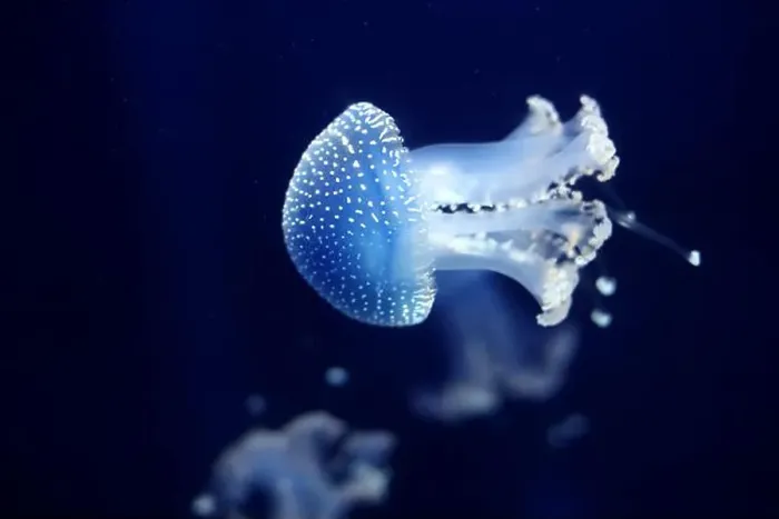 Framed Print : Tropical Jellyfish Phyllorhiza punctata white-spotted jellyfish aka floating bell Framed Print : Tropical Jellyfish Phyllorhiza punctata white-spotted jellyfish aka floating bell