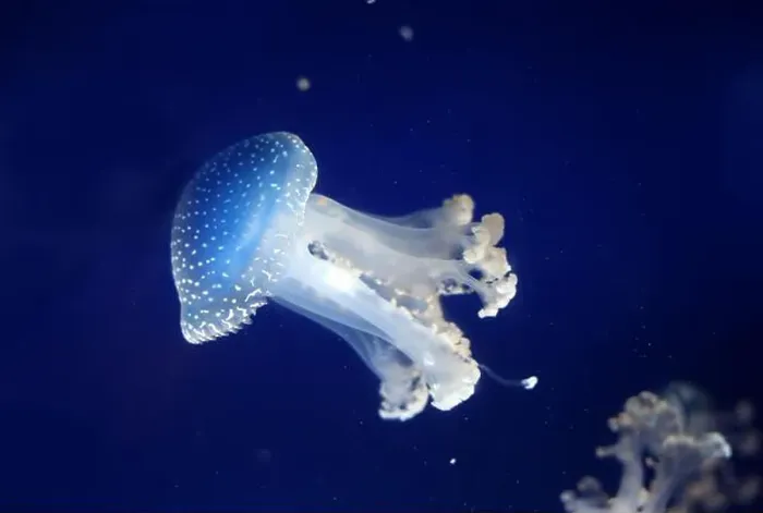 Framed Print : Tropical Jellyfish Phyllorhiza punctata white-spotted jellyfish aka floating bell Framed Print : Tropical Jellyfish Phyllorhiza punctata white-spotted jellyfish aka floating bell