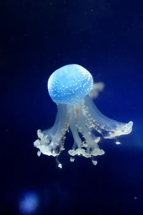 Framed Print : Tropical Jellyfish Phyllorhiza punctata white-spotted jellyfish aka floating bell Framed Print : Tropical Jellyfish Phyllorhiza punctata white-spotted jellyfish aka floating bell