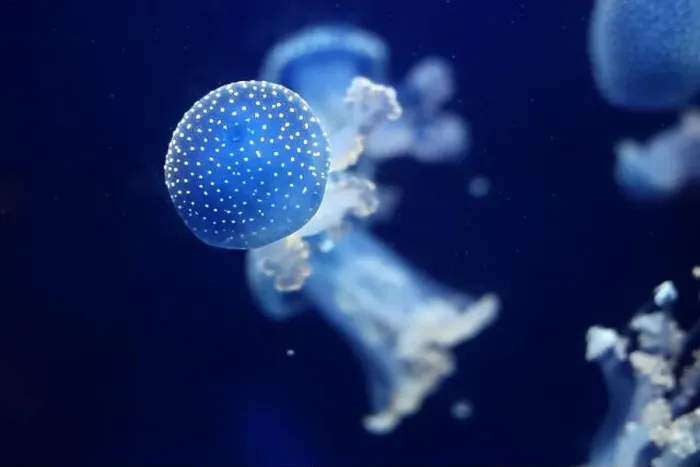 Framed Print : Tropical Jellyfish Phyllorhiza punctata white-spotted jellyfish aka floating bell Framed Print : Tropical Jellyfish Phyllorhiza punctata white-spotted jellyfish aka floating bell