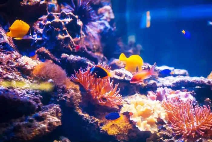 Framed Print : Tropical marine fish on a coral reef. Oceanarium, wildlife, colorful underwater world, aquarium Framed Print : Tropical marine fish on a coral reef. Oceanarium, wildlife, colorful underwater world, aquarium