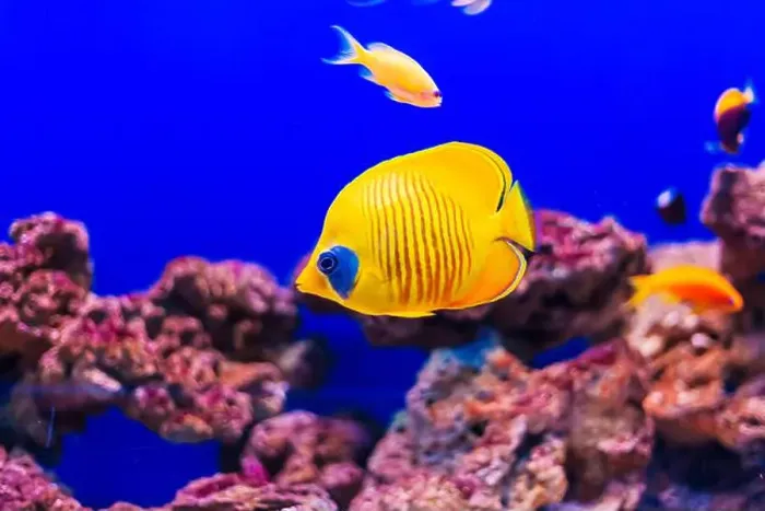 Framed Print : Tropical marine fish on a coral reef Framed Print : Tropical marine fish on a coral reef