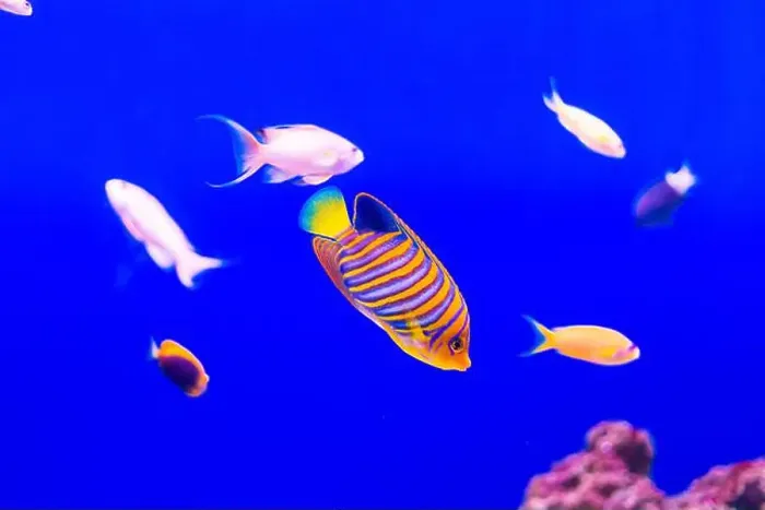 Framed Print : Tropical marine fish on a coral reef Framed Print : Tropical marine fish on a coral reef