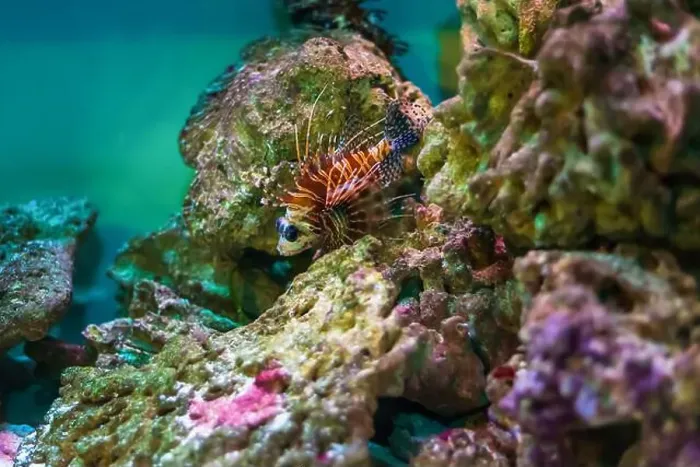 Framed Print : Tropical marine fish on a coral reef. Oceanarium, wildlife, colorful underwater world, aquarium Framed Print : Tropical marine fish on a coral reef. Oceanarium, wildlife, colorful underwater world, aquarium