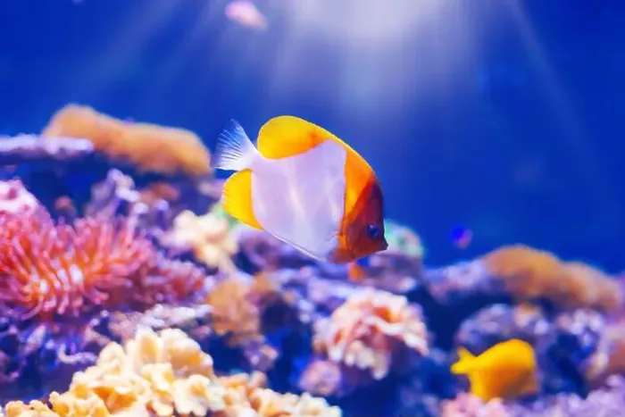 Framed Print : Tropical marine fish on a coral reef Framed Print : Tropical marine fish on a coral reef