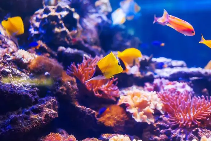 Framed Print : Tropical marine fish on a coral reef. Oceanarium, wildlife, colorful underwater world, aquarium Framed Print : Tropical marine fish on a coral reef. Oceanarium, wildlife, colorful underwater world, aquarium