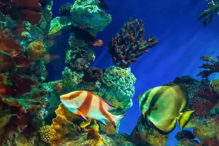 Framed Print : Tropical marine fish on a coral reef Framed Print : Tropical marine fish on a coral reef