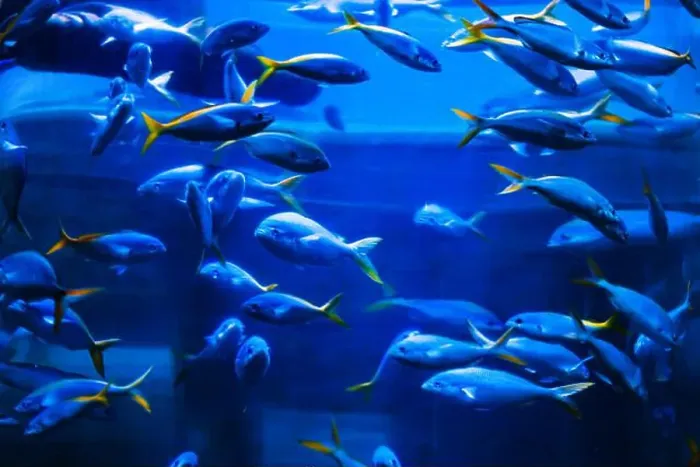Framed Print : Tropical marine fish in natural habitat. Oceanarium, wildlife, colorful underwater world, aquarium Framed Print : Tropical marine fish in natural habitat. Oceanarium, wildlife, colorful underwater world, aquarium