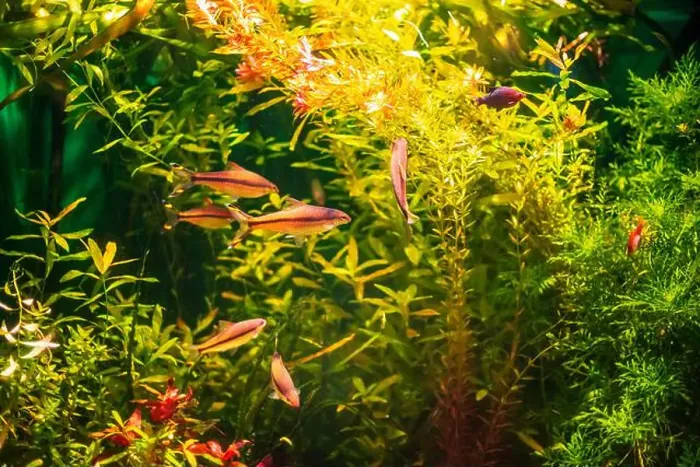 Framed Print : Tropical marine fish in natural habitat. Oceanarium, wildlife, colorful underwater world, aquarium Framed Print : Tropical marine fish in natural habitat. Oceanarium, wildlife, colorful underwater world, aquarium