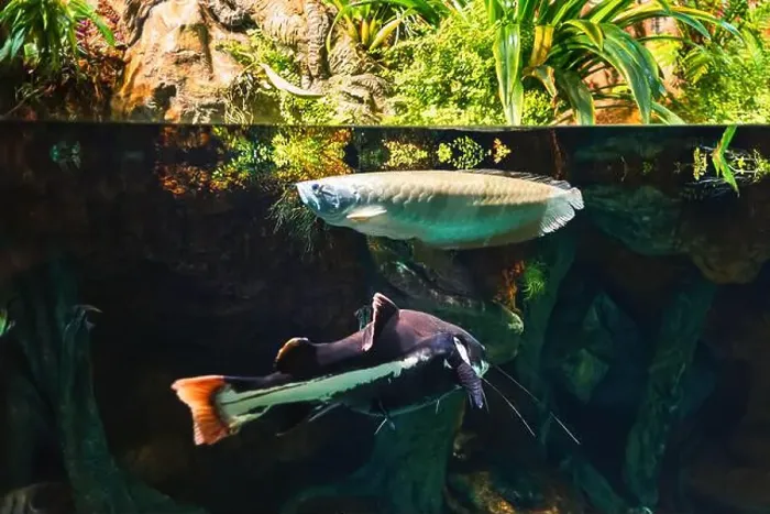 Framed Print : Tropical marine fish in natural habitat. Oceanarium, wildlife, colorful underwater world, aquarium Framed Print : Tropical marine fish in natural habitat. Oceanarium, wildlife, colorful underwater world, aquarium