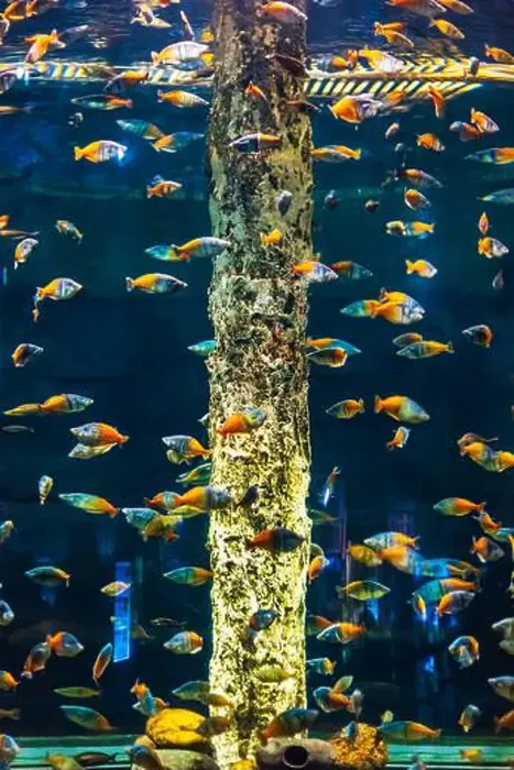 Framed Print : Tropical marine fish in natural habitat Framed Print : Tropical marine fish in natural habitat