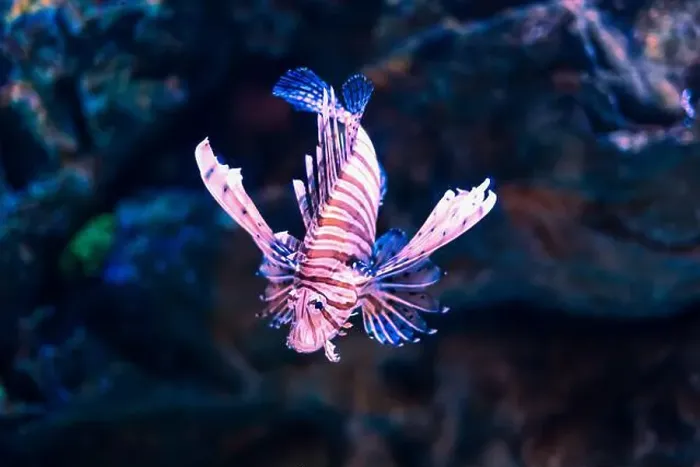 Framed Print : Tropical marine fish in natural habitat. Oceanarium, wildlife, colorful underwater world, aquarium Framed Print : Tropical marine fish in natural habitat. Oceanarium, wildlife, colorful underwater world, aquarium