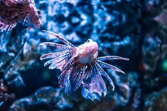 Framed Print : Tropical marine fish in natural habitat. Oceanarium, wildlife, colorful underwater world, aquarium Framed Print : Tropical marine fish in natural habitat. Oceanarium, wildlife, colorful underwater world, aquarium