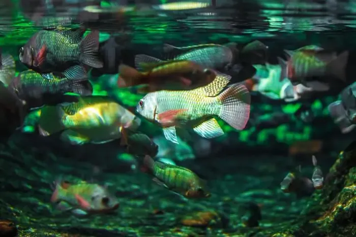 Framed Print : Tropical marine fish in natural habitat. Oceanarium, wildlife, colorful underwater world, aquarium Framed Print : Tropical marine fish in natural habitat. Oceanarium, wildlife, colorful underwater world, aquarium