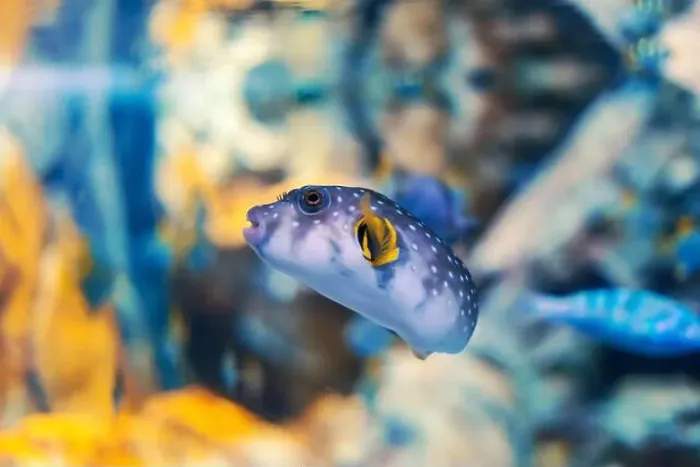 Framed Print : Tropical marine fish in natural habitat. Oceanarium, wildlife, colorful underwater world, aquarium Framed Print : Tropical marine fish in natural habitat. Oceanarium, wildlife, colorful underwater world, aquarium