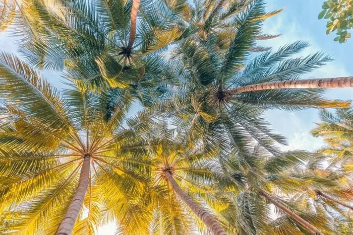 Framed Print : Tropical nature paradise. Palm tree leaves under sunset sky. Soft pastel colors, relaxation, peaceful natural environment. Beach landscape pattern Framed Print : Tropical nature paradise. Palm tree leaves under sunset sky. Soft pastel colors, relaxation, peaceful natural environment. Beach landscape pattern