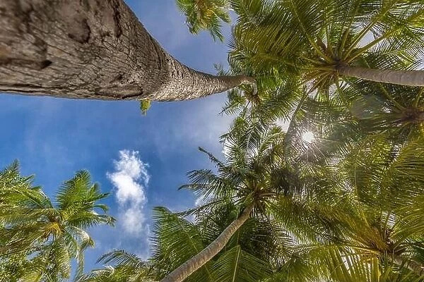 Tropical nature pattern, beautiful coconut palm tree on blue sky, looking up