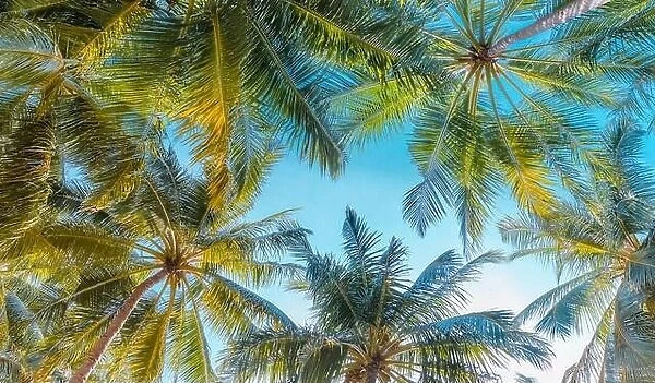 Tropical palm tree with sunlight on blue sky as tropical nature abstract background. Summer vacation and nature travel adventure exotic jungle pattern