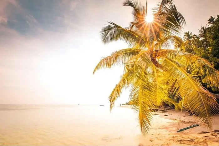 Framed Print : Tropical palm tree over sunset sky. Palms and beautiful sky background. Tourism, vacation concept backdrop vintage. Palms silhouettes over orange sun Framed Print : Tropical palm tree over sunset sky. Palms and beautiful sky background. Tourism, vacation concept backdrop vintage. Palms silhouettes over orange sun