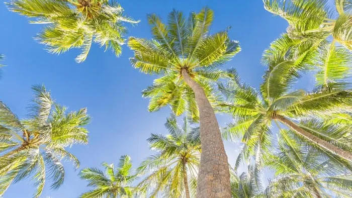 Framed Print : Tropical trees background concept. Tranquil tropical nature, calmness and inspiration concept Framed Print : Tropical trees background concept. Tranquil tropical nature, calmness and inspiration concept