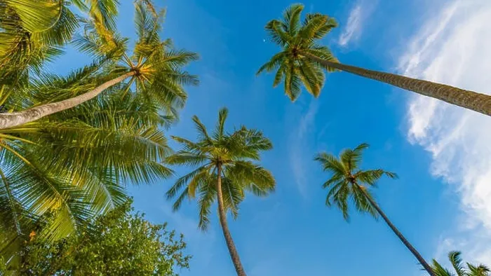 Framed Print : Tropical trees background concept. Palm trees and blue sky, tranquil exotic nature Framed Print : Tropical trees background concept. Palm trees and blue sky, tranquil exotic nature