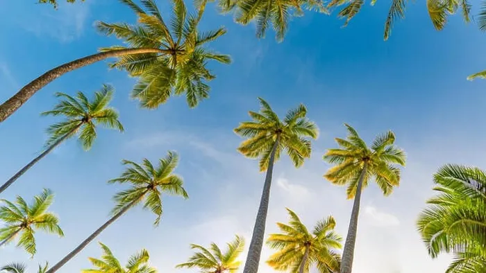 Framed Print : Tropical trees background concept. Palm trees and blue sky, tranquil exotic nature Framed Print : Tropical trees background concept. Palm trees and blue sky, tranquil exotic nature